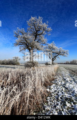 Hoare frost scena invernale, Fenland campi nei pressi Whittlesey town, Fenland, Cambridgeshire, Inghilterra; Gran Bretagna; Regno Unito Foto Stock