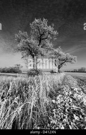 Hoare frost scena invernale, Fenland campi nei pressi Whittlesey town, Fenland, Cambridgeshire, Inghilterra; Gran Bretagna; Regno Unito Foto Stock