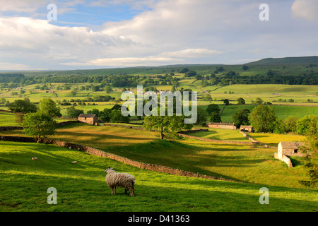 Alba su pascoli Askrigg; Askrigg village, Wensleydale; Yorkshire Dales National Park, England, Regno Unito Foto Stock