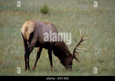 Bull elk (Cervus canadensis) pascolare nei pressi di Estes Park Colorado Foto Stock