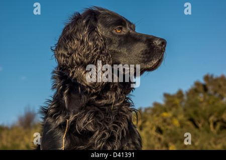 Animale, cane, Cocker Spaniel, nero Foto Stock