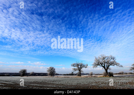 Hoare frost scena invernale, Fenland campi nei pressi Whittlesey town, Fenland, Cambridgeshire, Inghilterra; Gran Bretagna; Regno Unito Foto Stock