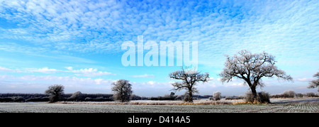 Hoare frost scena invernale, Fenland campi nei pressi Whittlesey town, Fenland, Cambridgeshire, Inghilterra; Gran Bretagna; Regno Unito Foto Stock