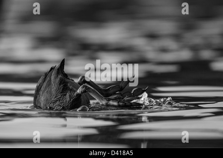 Una folaga immersioni per alimenti in un lago. Foto Stock