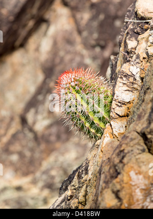 Close up dei Turchi Cap o testa di cactus che cresce in rocce dal mare in St Thomas Caraibi Foto Stock