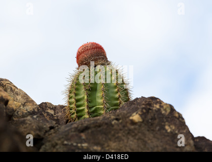 Close up dei Turchi Cap o testa di cactus che cresce in rocce dal mare in St Thomas Caraibi Foto Stock