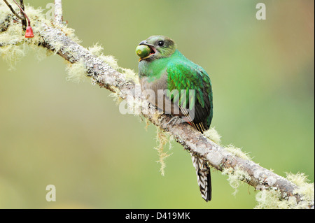 Una femmina risplendente quetzal in Talamanca montagne del sud della Costa Rica. Foto Stock