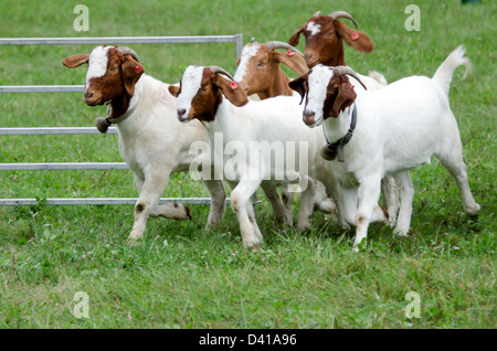 Capre di trotto in una penna durante un imbrancandosi dimostrazione presso la massa comune Fiera, unità, Maine. Foto Stock