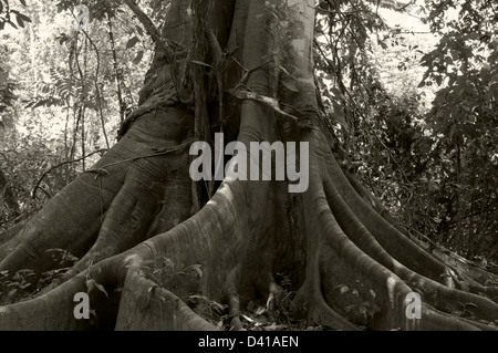 Coppia ficus o albero di fico nella foresta pluviale tropicale con grandi radici e grosso tronco Foto Stock