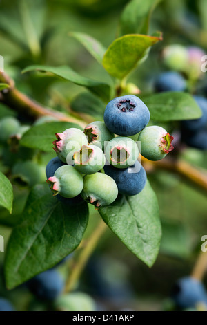 Mirtillo bush, New Jersey, STATI UNITI D'AMERICA Foto Stock