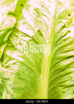 Vista dettagliata del nuovo baby bok choy ans cos foglie di insalata come sfondo Foto Stock