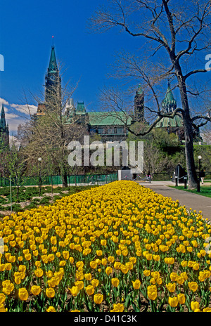 Canada il Palazzo del Parlamento, Ottawa, Ontario Provincia, durante la tulip festival Foto Stock