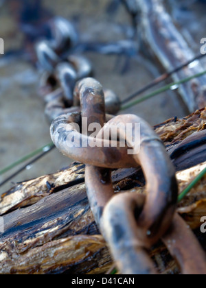 Un primo piano immagine a colori di un metallo arrugginito catena la posa su un twisted e contorto nativi Australiani ramo di albero sul bordo dei laghi. Foto Stock