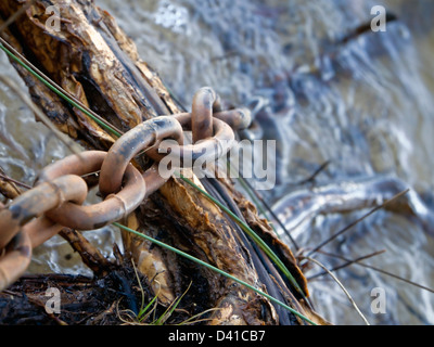 Un primo piano immagine a colori di un metallo arrugginito catena la posa su un twisted e contorto nativi Australiani ramo di albero sul bordo dei laghi. Foto Stock