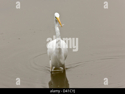 Airone bianco maggiore (Ardea alba) in acqua, close-up Foto Stock