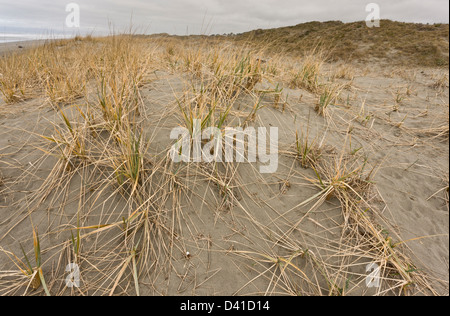 American Dune erba (Leymus mollis) su il ma-le'l dune, Humboldt Bay, Arcata, CALIFORNIA, STATI UNITI D'AMERICA Foto Stock