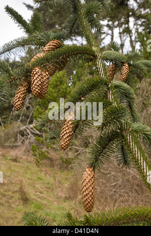 Sitka Abete (Picea sitchensis) con coni maturi, CALIFORNIA, STATI UNITI D'AMERICA Foto Stock