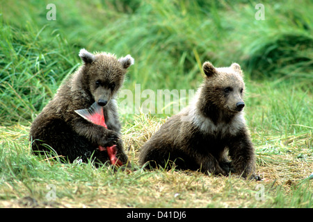 Orso bruno cubs mangiare Salmone Sockeye nel Becharof National Wildlife Refuge, Alaska Foto Stock