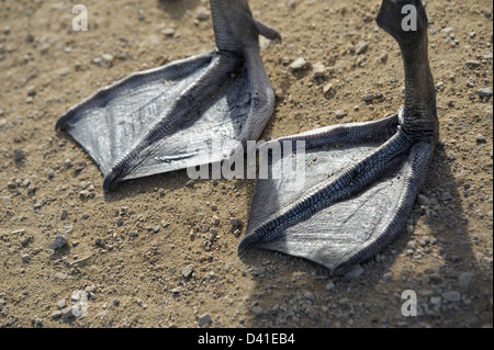 Cigni palmati piedi Foto Stock