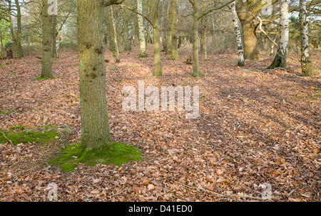 Caduta foglie formante lo strato di figliata di foglia sul bosco di latifoglie pavimento in inverno, Suffolk, Inghilterra Foto Stock