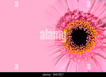 Pink Gerbera Fiore con gradiente di sfondo di fiori Foto Stock