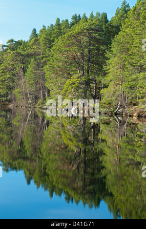 Le riflessioni di pino silvestre Tree sul Loch Garten Foto Stock