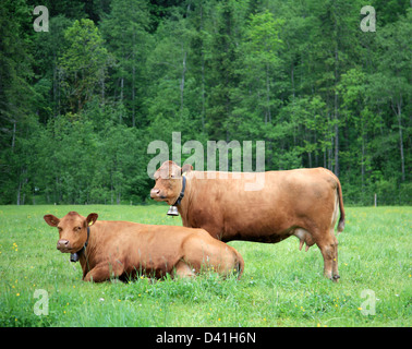 Due mucche alpine su erba verde in Svizzera Foto Stock