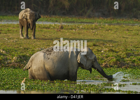 L'elefante indiano e alimentazione di vitello nel fiume Brahamputra, il Parco Nazionale di Kaziranga, India. Foto Stock