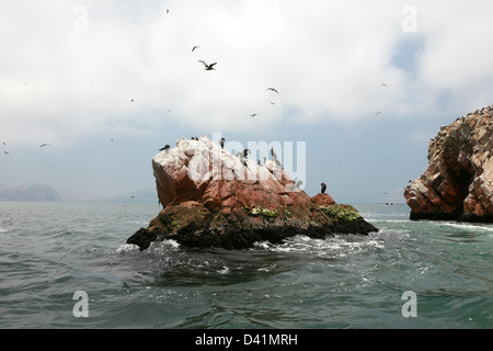 Isole Ballestas, Oceano Pacifico, Perù Foto Stock