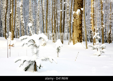Piccolo abete coperto di neve su birch grove sfondo Foto Stock