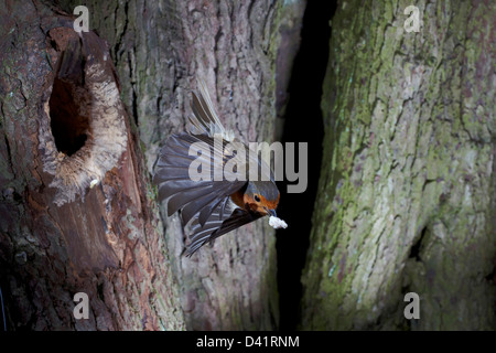 Robin, Erithacus rubecula, volare al di fuori di un foro in un albero, REGNO UNITO Foto Stock