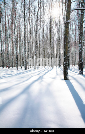 Sun in aprile Birch Grove Foto Stock