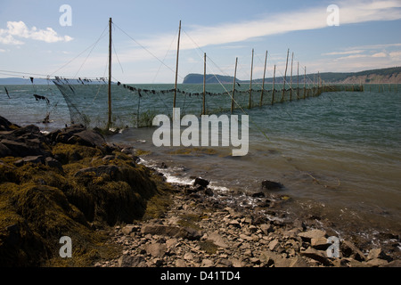 Il pesce weir, una spirale in rete da pesca, pernice in isola vicino Parrsboro, Nova Scotia Foto Stock