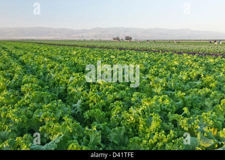 Senape verde " Brassica juncea' campo. Foto Stock