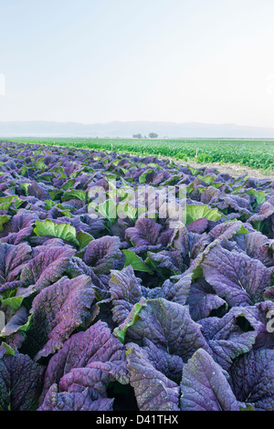 Rosso Verde senape " Brassica juncea' in crescita in campo. Foto Stock