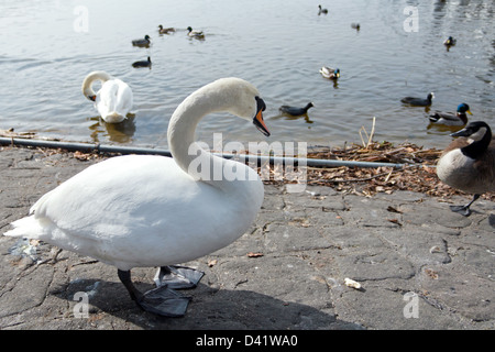 Berlino, Germania, un cigno al Lago di Tegel Foto Stock