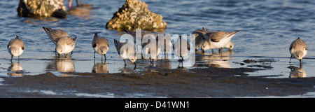 Sanderling (Calidris alba) alimentazione lungo il tideline in inverno, Bodega Bay, CALIFORNIA, STATI UNITI D'AMERICA Foto Stock