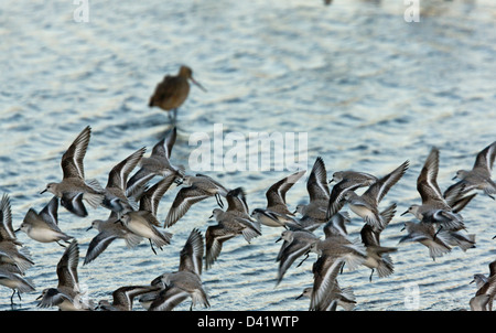 Sanderling (Calidris alba) alimentazione lungo il tideline in inverno, Bodega Bay, CALIFORNIA, STATI UNITI D'AMERICA Foto Stock