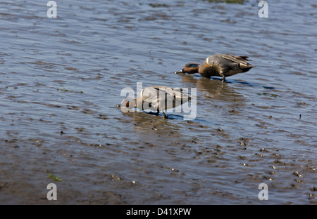 Due verdi-winged alzavole (Anas carolinensis) alimentazione sul fango, a nord della California, Stati Uniti d'America Foto Stock