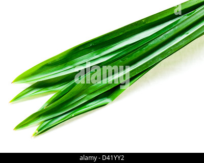 Fresche foglie Pandan Foto Stock