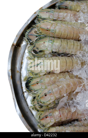 Canocchia con ghiaccio su sfondo bianco Foto Stock