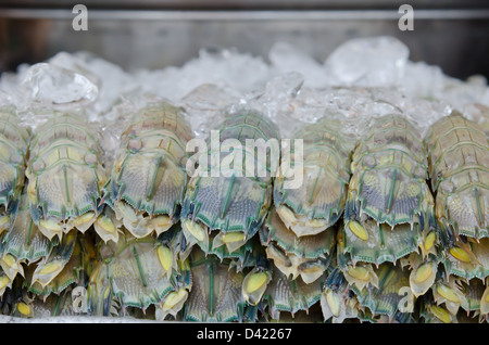 Close up canocchia con ghiaccio nel mercato dei prodotti freschi Foto Stock
