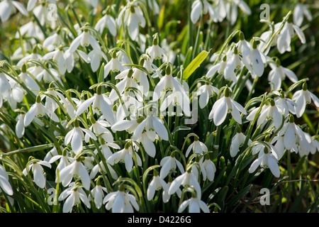 Un intrico di splendido sole bucaneve Foto Stock
