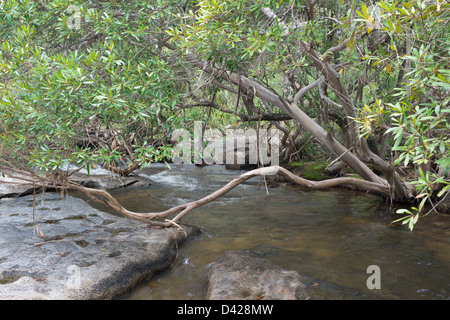 Davies Creek nei pressi di Mareeba Aeroporto, estremo Nord Queensland, Australia Foto Stock
