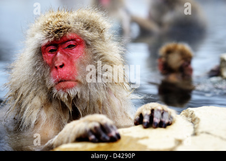 Un Macaque giapponese si rilassa in primavera calda. Foto Stock