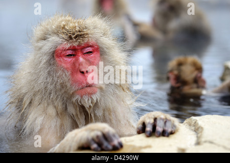 Un Macaque giapponese si rilassa in primavera calda. Foto Stock