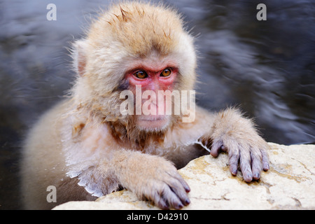 Un Macaque giapponese si rilassa in primavera calda. Foto Stock