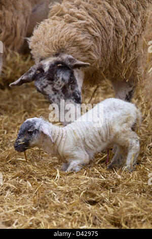 Glaston, Rutland, UK. Il 2 marzo 2013. La primavera è arrivata a ceduo Farm, Glaston, come figliando le fattorie di pecora ottenere è in corso. Una pecora si lecca il nuovo nato agnello. Credito: Tim Scrivener/Alamy Live News Foto Stock