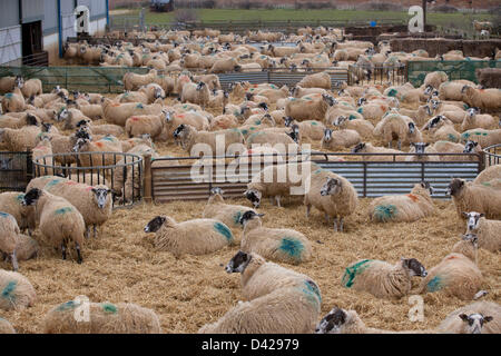 Glaston, Rutland, UK. Il 2 marzo 2013. La primavera è arrivata a ceduo Farm, Glaston, come figliando le fattorie di pecora ottenere è in corso. Pecore in attesa di agnello. Credito: Tim Scrivener/Alamy Live News Foto Stock