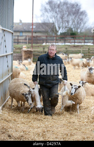 Glaston, Rutland, UK. Il 2 marzo 2013. La primavera è arrivata a ceduo Farm, Glaston, come figliando le fattorie di pecora ottenere è in corso. Pastore Danny Hurst porta nuova agnelli nati dentro il capannone seguita dalle loro madri. Credito: Tim Scrivener/Alamy Live News Foto Stock